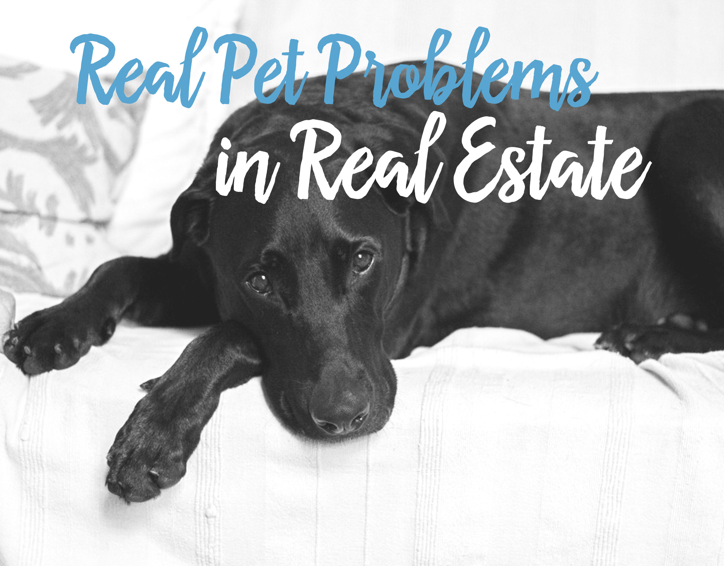 Pets and Real Estate
